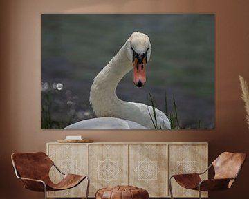 The Swan by Alice Berkien-van Mil