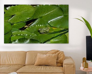 Een groene kikker op een blad
