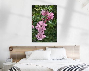 pink roses