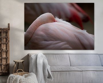 Ruhender Flamingo von Joachim Küster