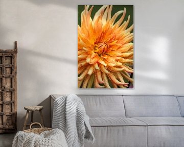 Fiery dahlia blossom by Joachim Küster