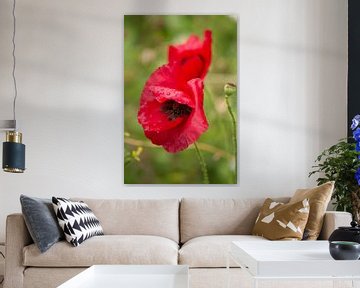 Papaver in de regen van Renate Dohr