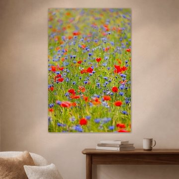 Veld vol klaprozen en korenbloemen.