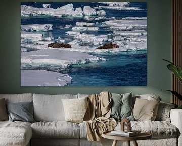 Walrus op de ijsschotsen van Merijn Loch