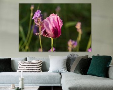 Beautiful pink poppy and lavender by Mirjam Welleweerd