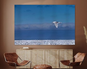 Gull over the icefield of Spitsbergen by Merijn Loch