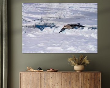 Stormvogel op Spitsbergen van Merijn Loch