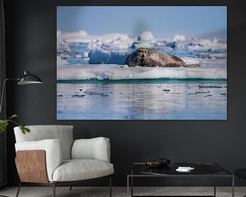 Rob (Seal) Spitsbergen by Merijn Loch