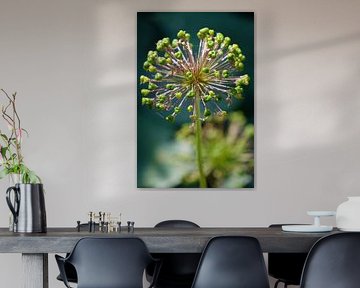 Alium blossomed