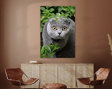 grey cat or cat by Karin Maartense