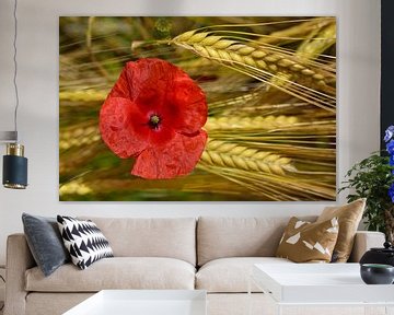 A poppy blossom in a cornfield by Ulrike Leone