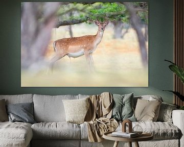 A fallow deer, beautiful soft colors by WeVaFotografie