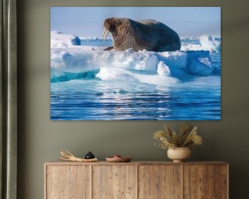 Walrus op IJsschots in Spitsbergen van Merijn Loch