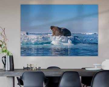 Walrus on the ice by Merijn Loch