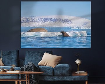 Walrus in het water en op een ijsschots van Merijn Loch