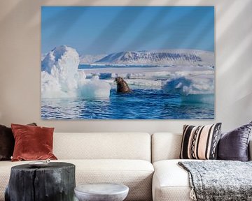 Walrus between the ice floes by Merijn Loch