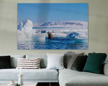 Walrus tussen de ijsschotsen van Merijn Loch