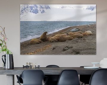 Walrussen in het zand op Spitsbergen van Merijn Loch