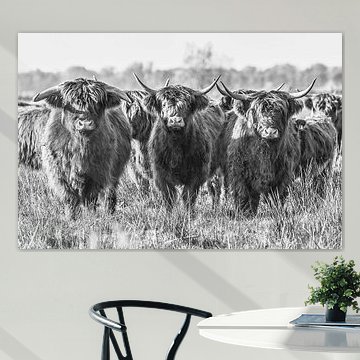 Schottische Hochlandbewohner