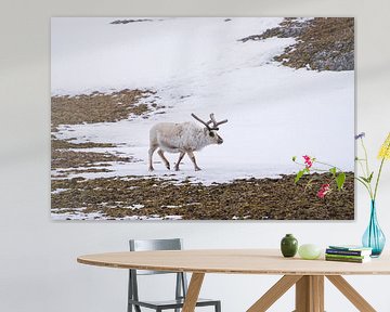 Rentier auf Spitzbergen von Merijn Loch