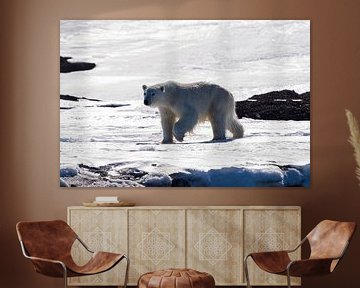 Le puissant ours polaire sur Merijn Loch