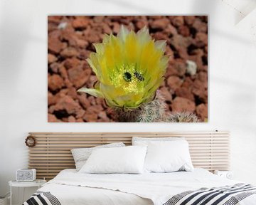 Texas Rainbow Hedgehog or Yellow pitaya Cactus Echinocereus dasyacanthus visited by a bee flowering  van Marcel Nothdurft