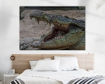 Crocodile by Michelle van den Boom
