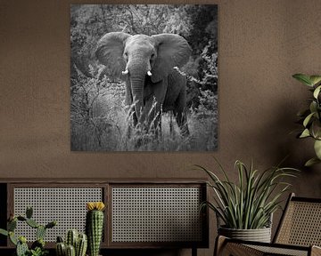 Elephant by Frans Lemmens