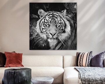 Porträt Sumatra-Tiger von Frans Lemmens