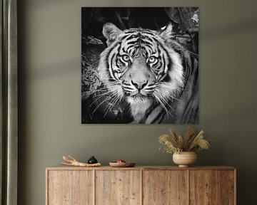 Porträt Sumatra-Tiger von Frans Lemmens