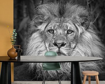 Lion (Panthera Leo) by Frans Lemmens