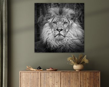 Lion (Panthera Leo) sur Frans Lemmens