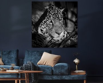 Portrait de Jaguar sur Frans Lemmens