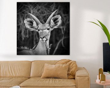 Kudu