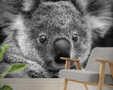 Koala baby by Frans Lemmens