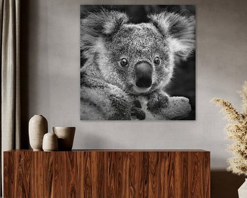 Bébé Koala sur Frans Lemmens