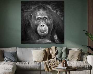 Orangutan by Frans Lemmens