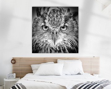 Hibou des marais sur Frans Lemmens