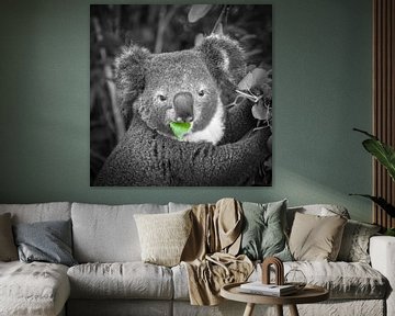 Le koala mange des feuilles