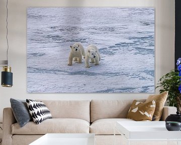 two young polar bears by Merijn Loch