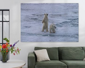 Cubs Polar bear Spitsbergen by Merijn Loch