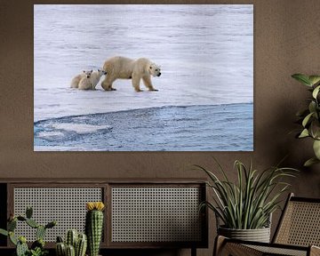 Moeder ijsbeer op jacht, haar 2 welpen zitten veilig bij haar. van Merijn Loch
