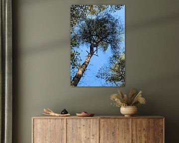 Kroon van de boom in het bos van Ines Thun