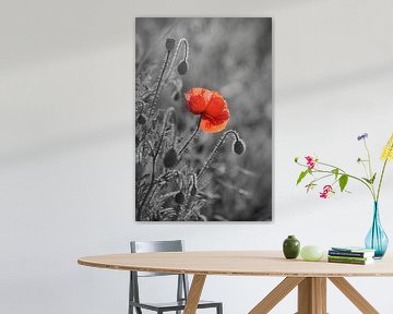 Klaproos zwart wit rood