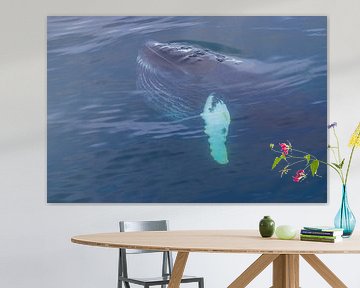 Humpback just below the surface by Merijn Loch