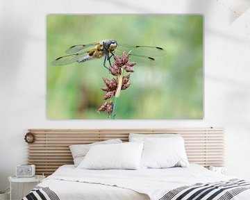 four-spot dragonfly on plant by Petra Vastenburg