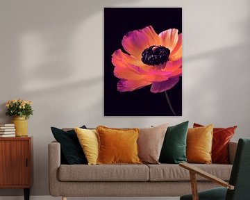 Roze Ranunculus-3 van Pia Schneider