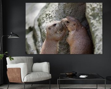 Zwei küssende Erdhörnchen von cuhle-fotos