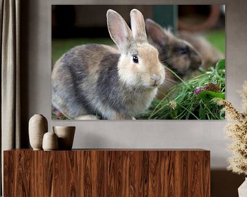 Dwergkonijnen eten vers groen van cuhle-fotos