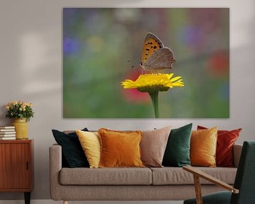 Close-up of the colourful butterfly on yellow blossom
